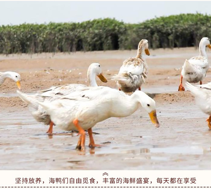 广西烤双黄海鸭蛋80g*100枚 广西烤双黄海鸭蛋80g*100枚